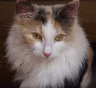 ノルウェイジャンフォレストキャット
