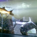黒色の金魚  金ちゃん　一人で悲しそう。