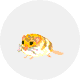 オブトアレチネズミ
