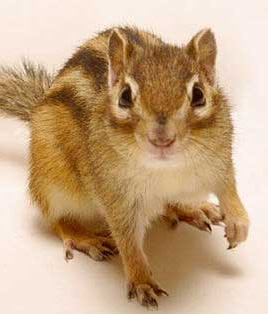 シマリス
