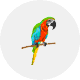 ハルクインコンゴウインコ