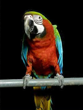 ハルクインコンゴウインコ