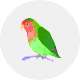 コザクラインコ