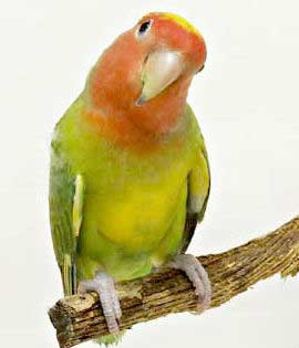 コザクラインコ