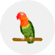 ボタンインコ