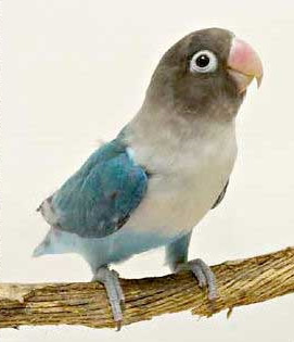 ボタンインコ
