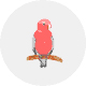 モモイロインコ