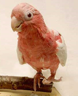 モモイロインコ