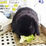 ホーランドロップのぽんず