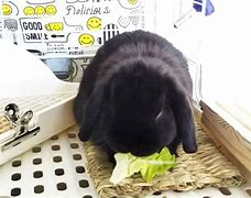 ホーランドロップのぽんず