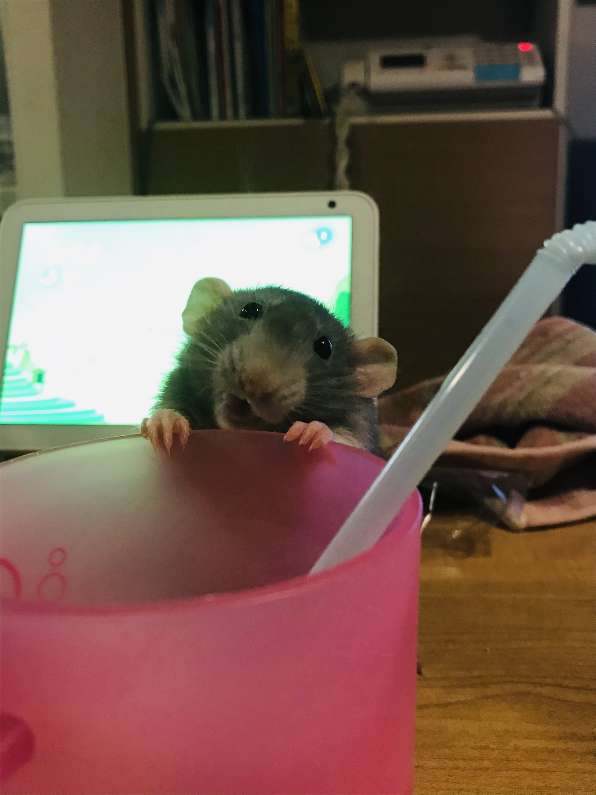 ファンシーラットのボンちゃん