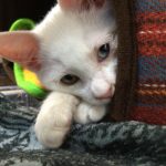 白猫のベルちゃん