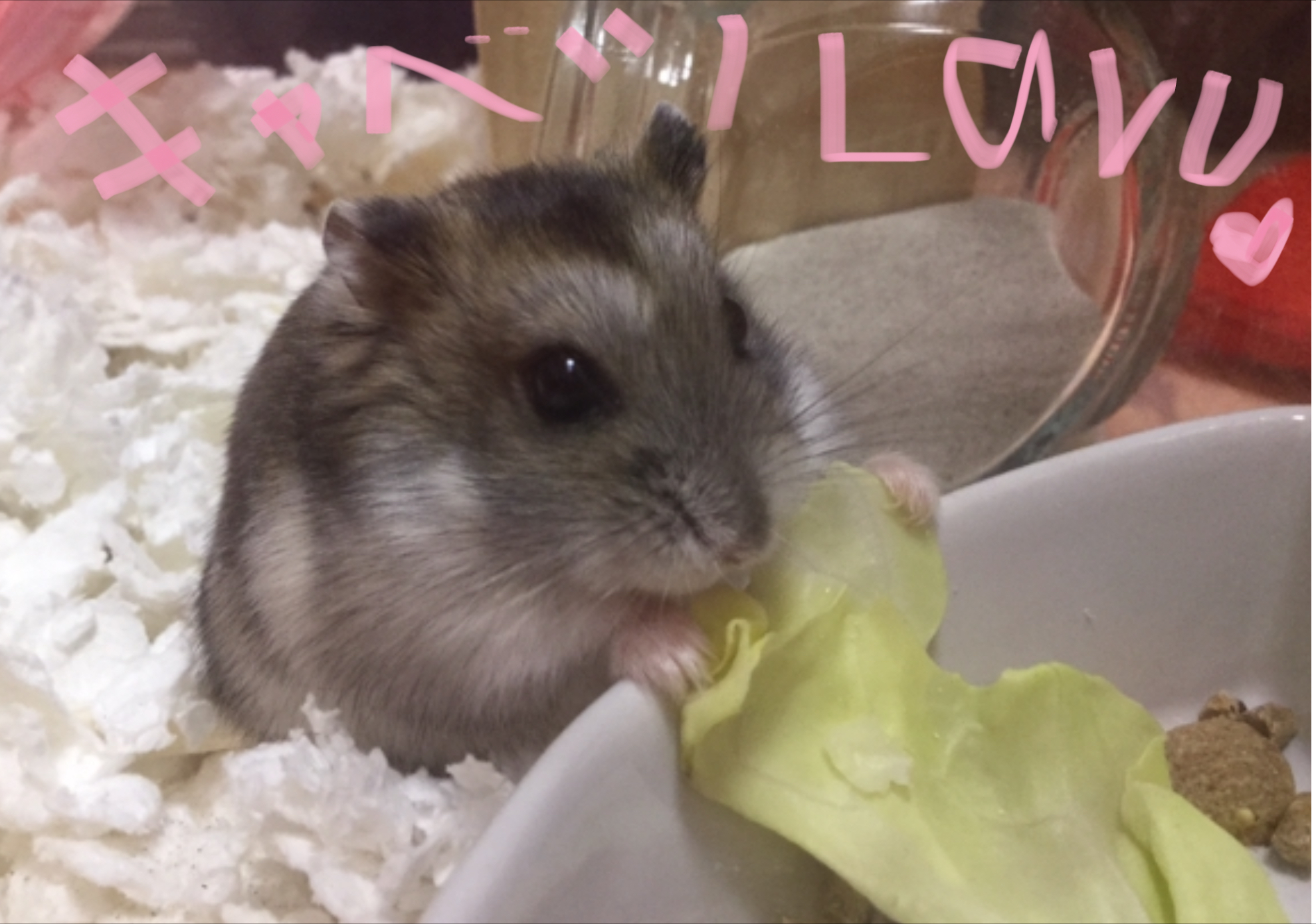 ハムスターのクルミちゃん