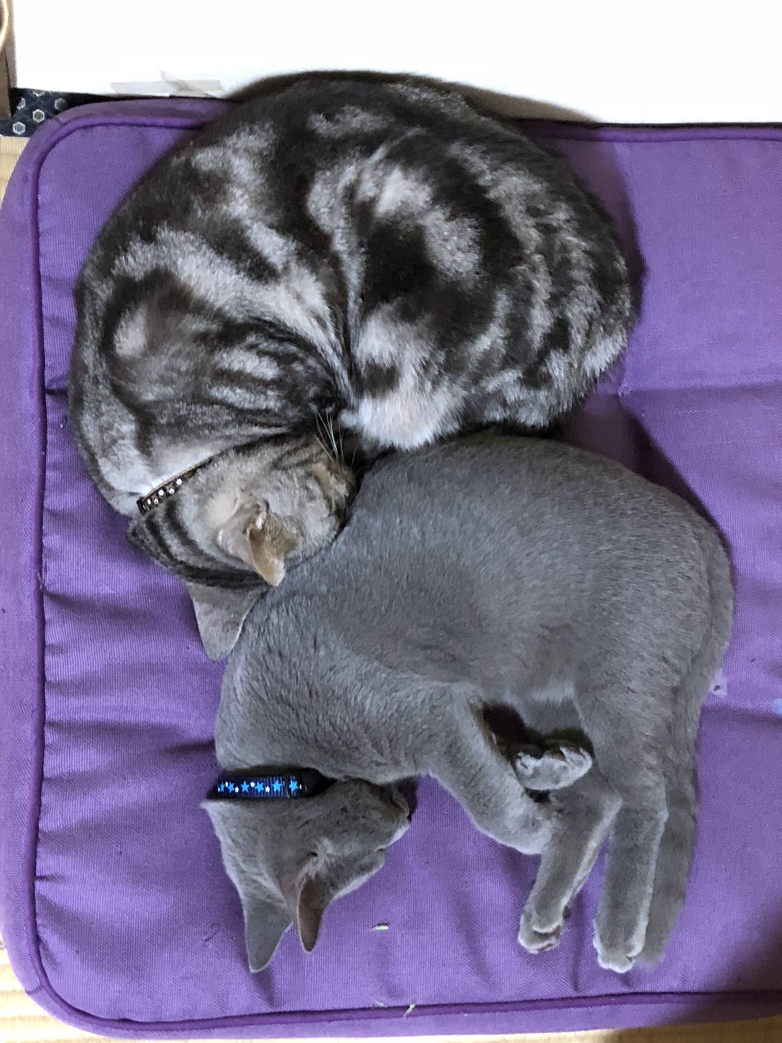 アメショウ＆ロシアンブルー