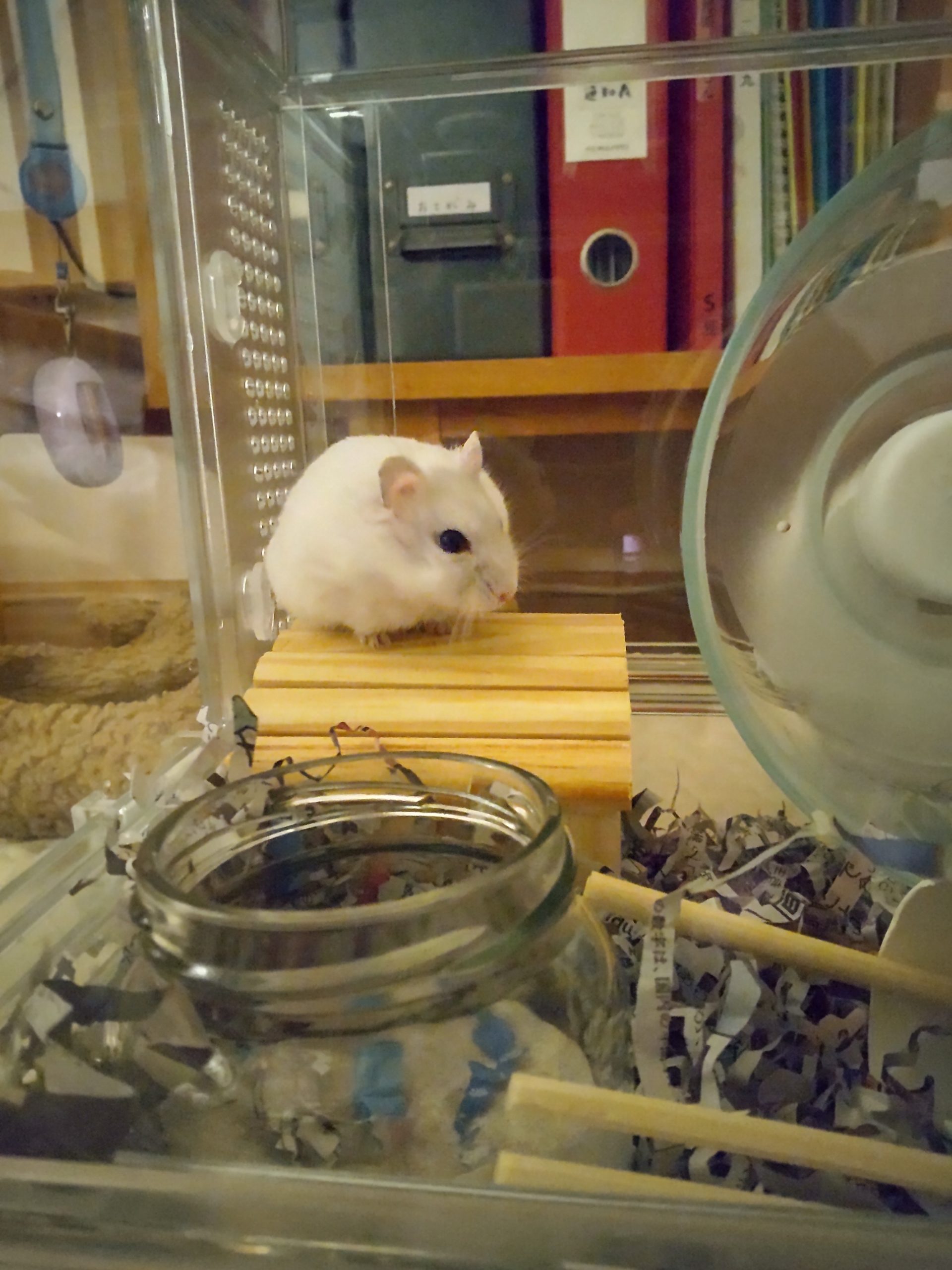 パールドワーフハムスターのしらたま