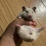 ハムスターのパールくん💕