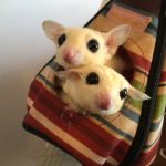 うちのフクロモモンガ