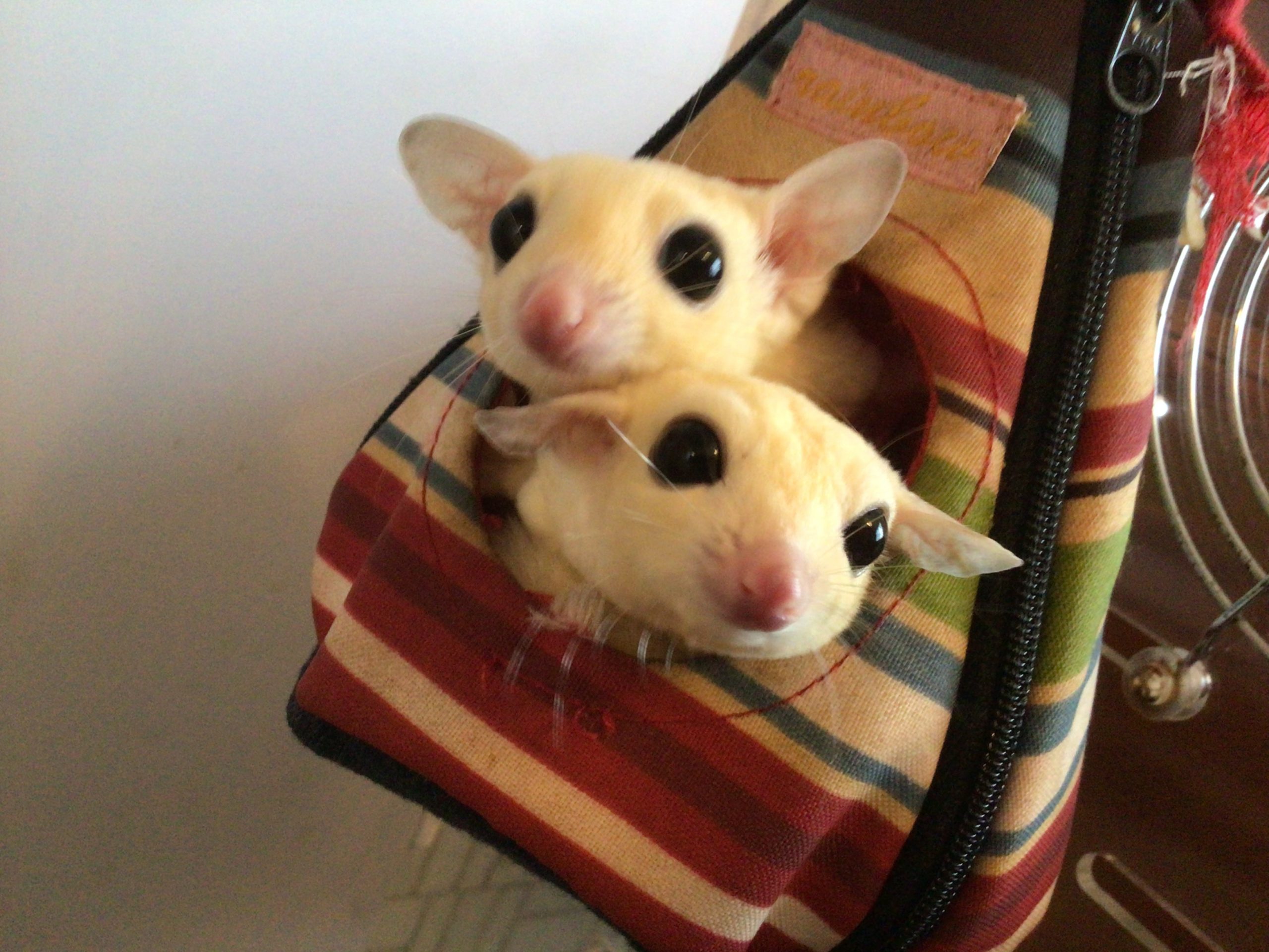 うちのフクロモモンガ