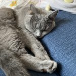 猫っなんでこんなに可愛いの？！