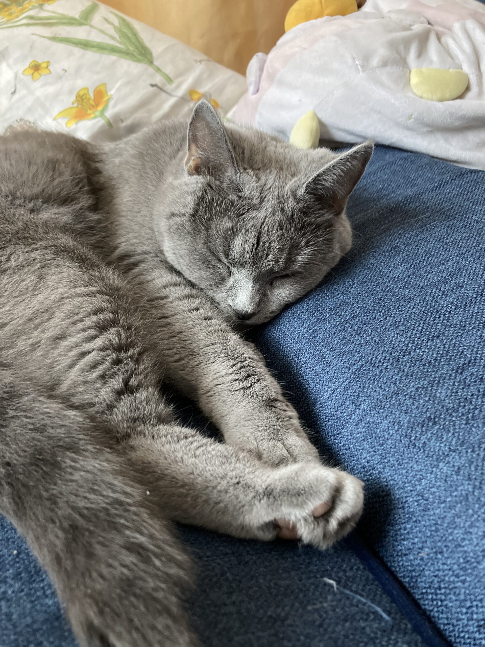 猫っなんでこんなに可愛いの？！