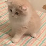 はじめての飼い猫！