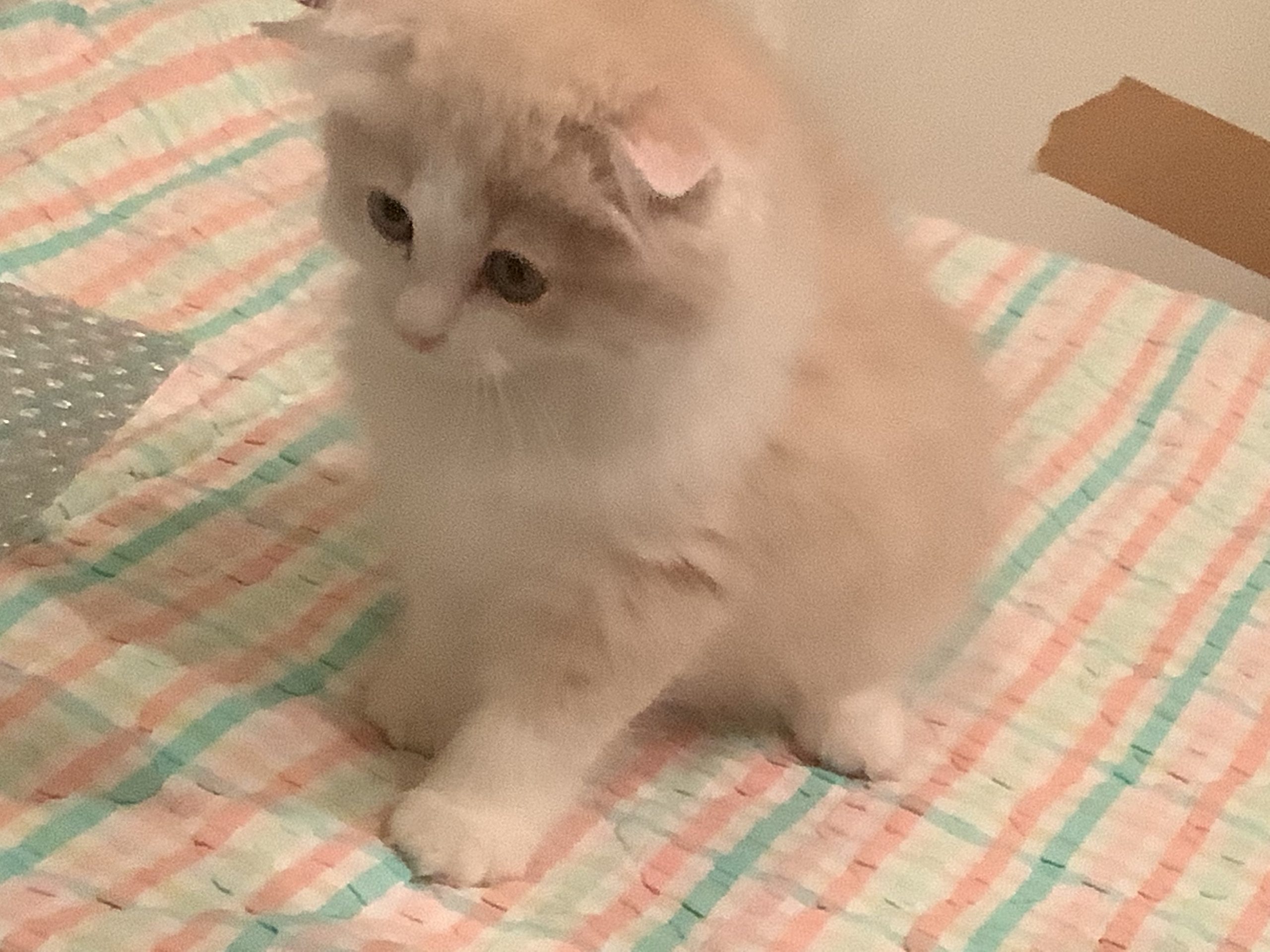 はじめての飼い猫!