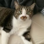 きよ