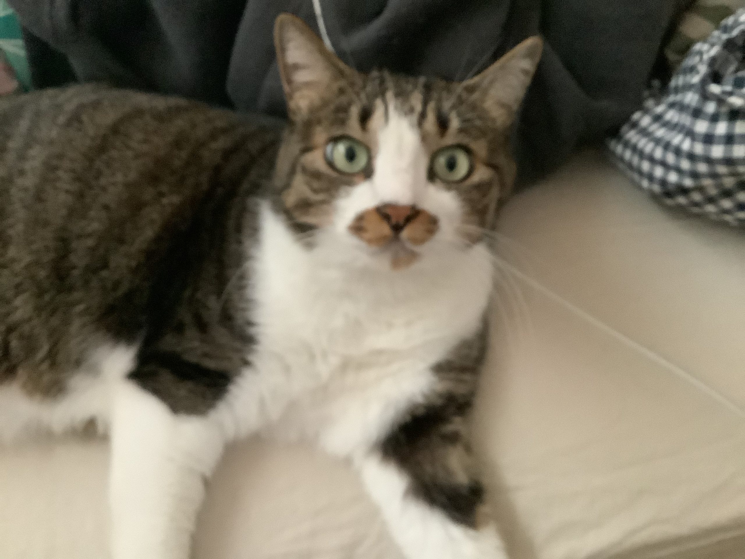 きよ