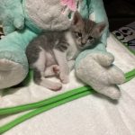短毛種　子猫です。