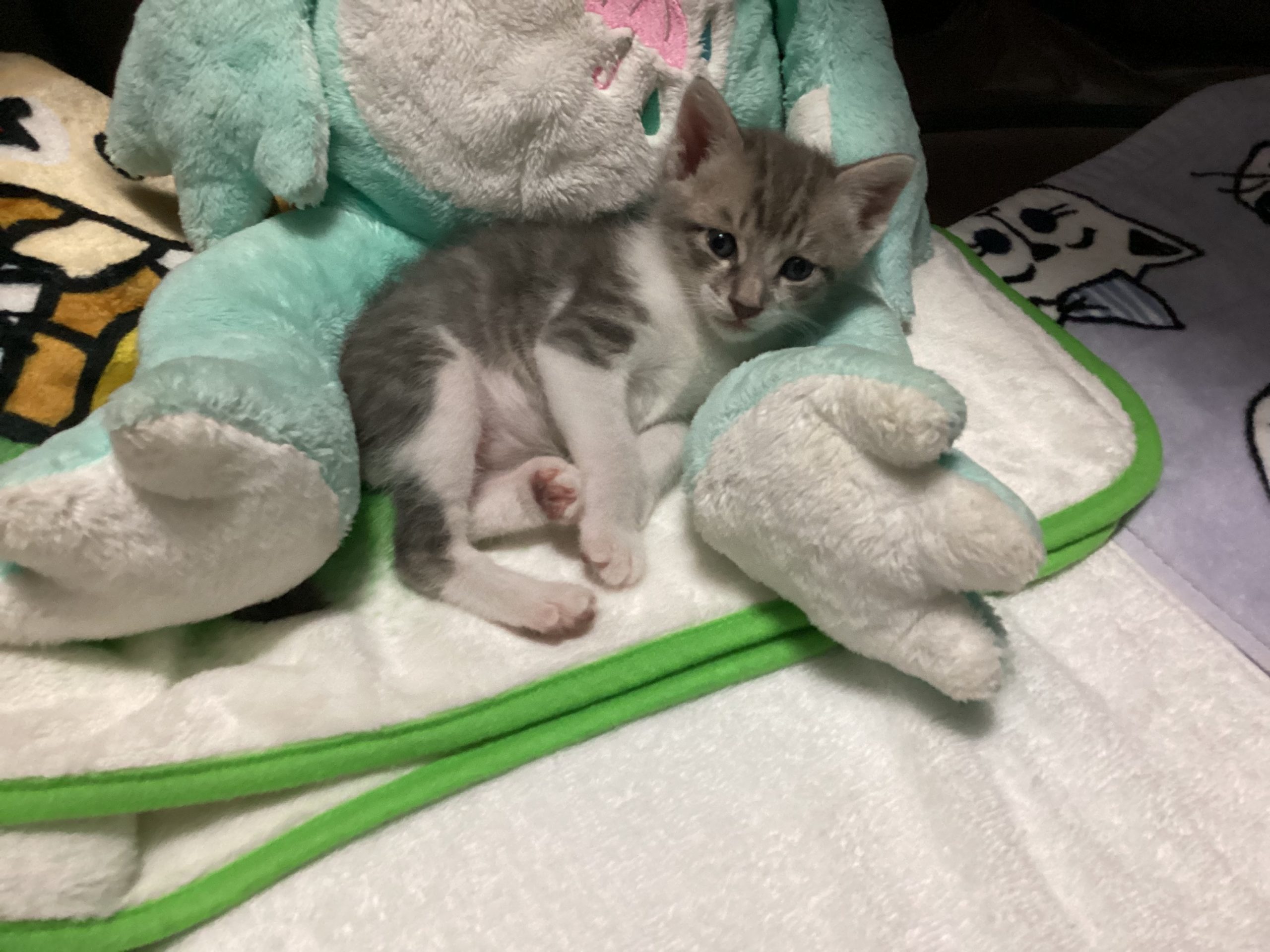 短毛種　子猫です。