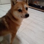 #コロ　#極小豆柴　#レア