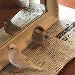 文鳥のミルちゃんとミロちゃん