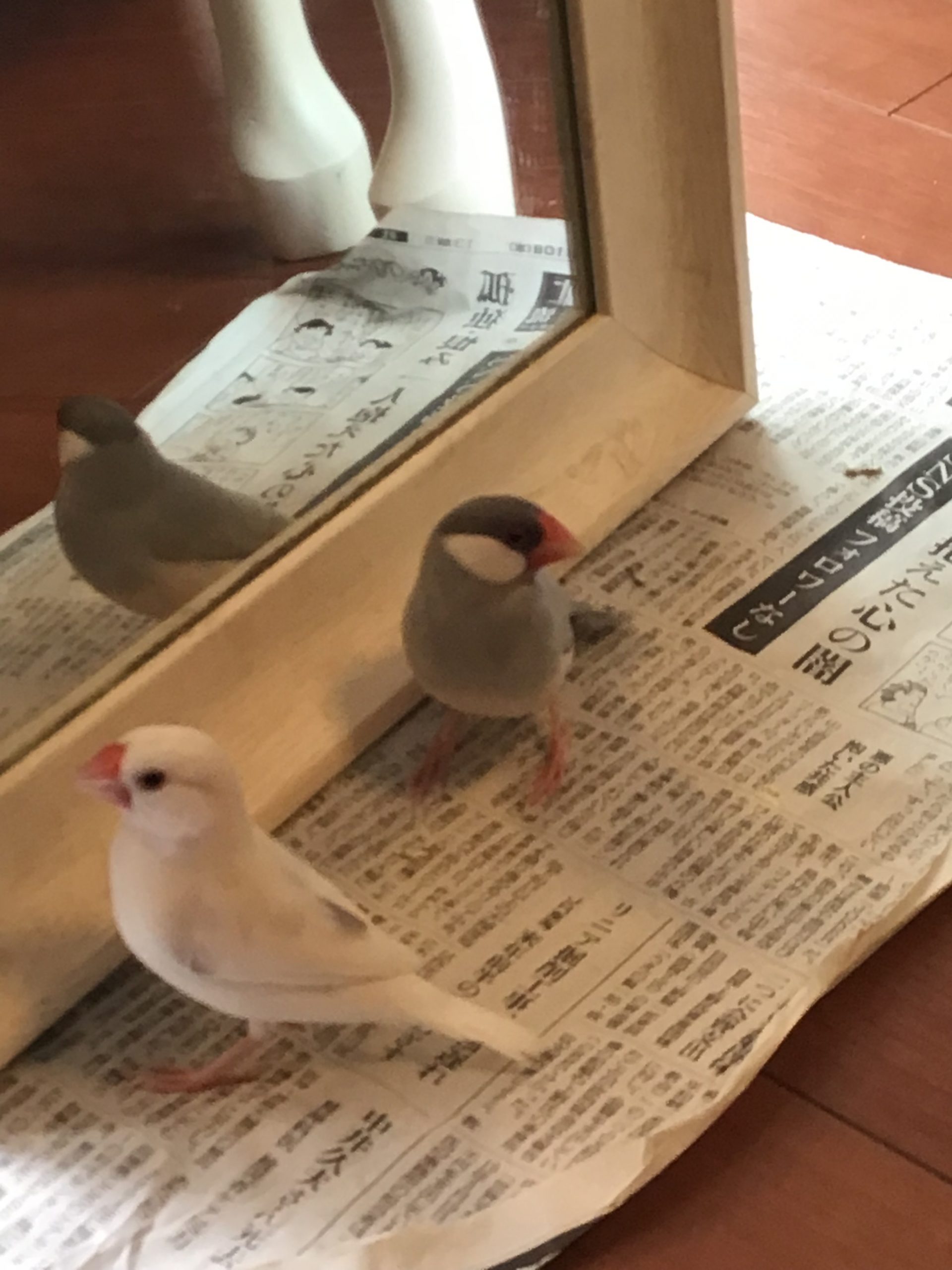 文鳥のミルちゃんとミロちゃん