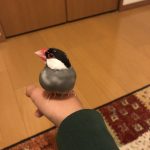 元気もりもりの文鳥ピコ！