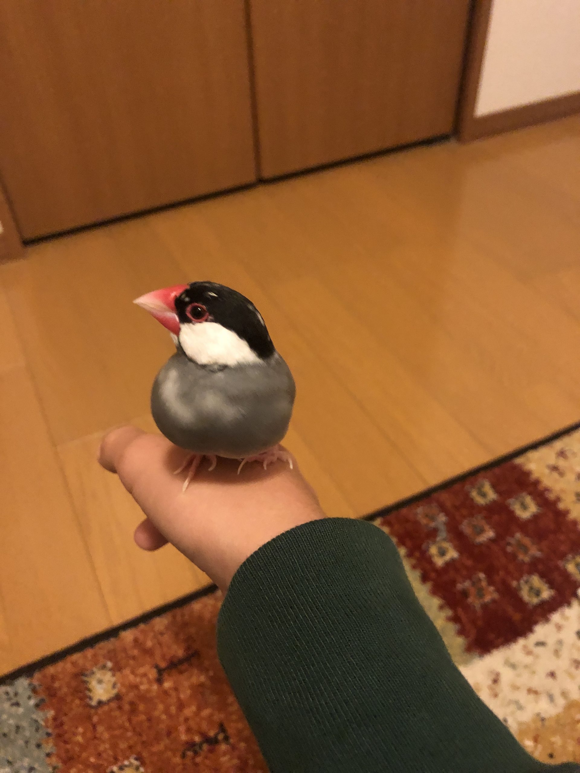 元気もりもりの文鳥ピコ!