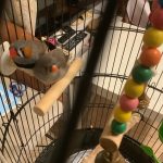 キンカチョウのアル君と