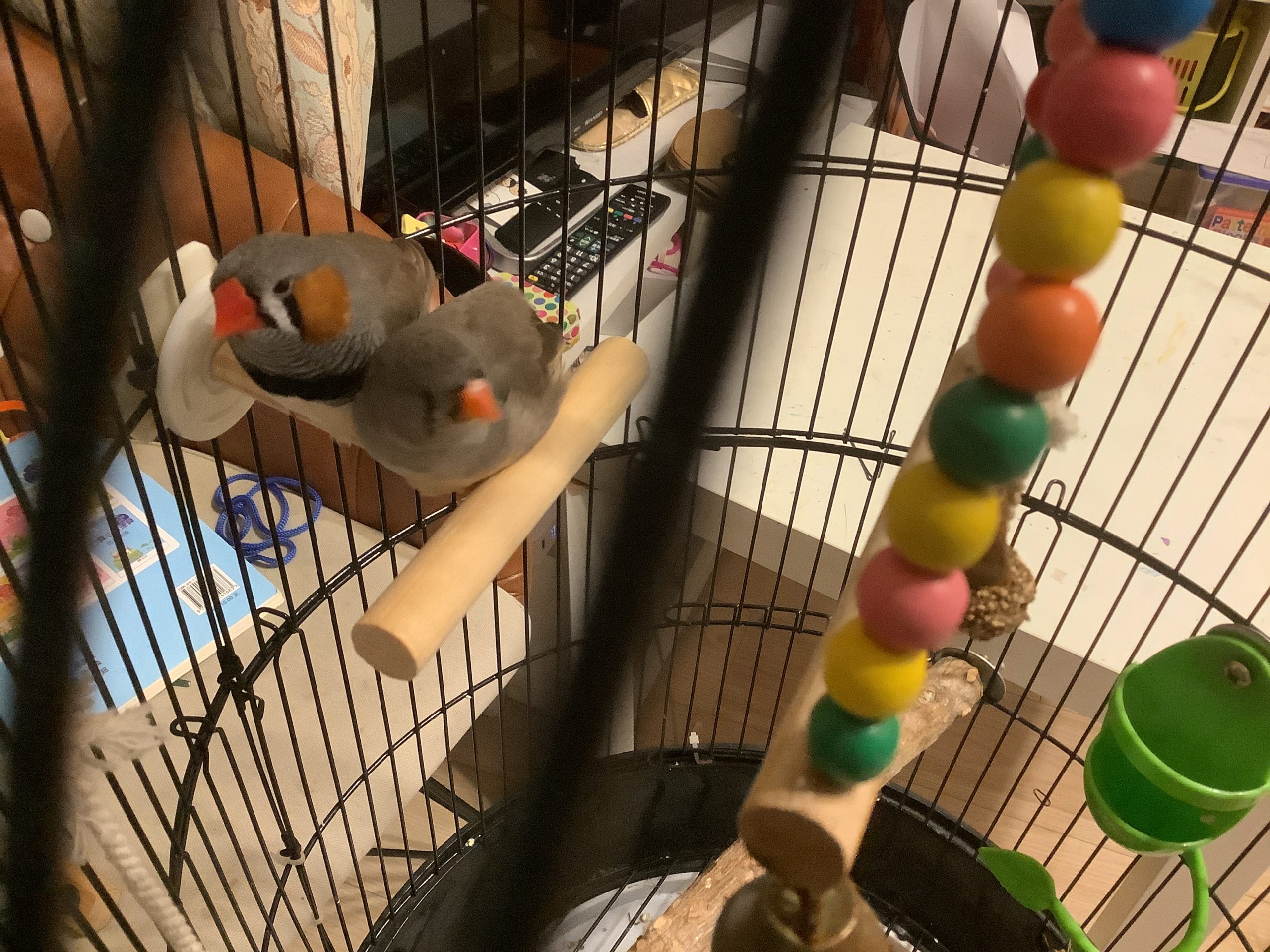 キンカチョウのアル君と
