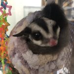 フクロモモンガ　コマちゃん