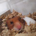 ゴールデンハムスターのあむちゃん！