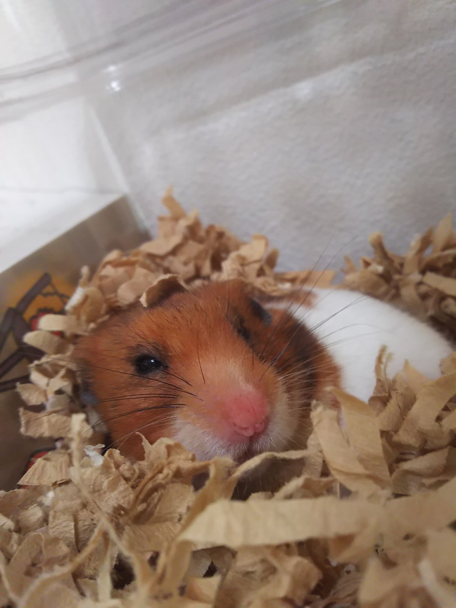 ゴールデンハムスターのあむちゃん!