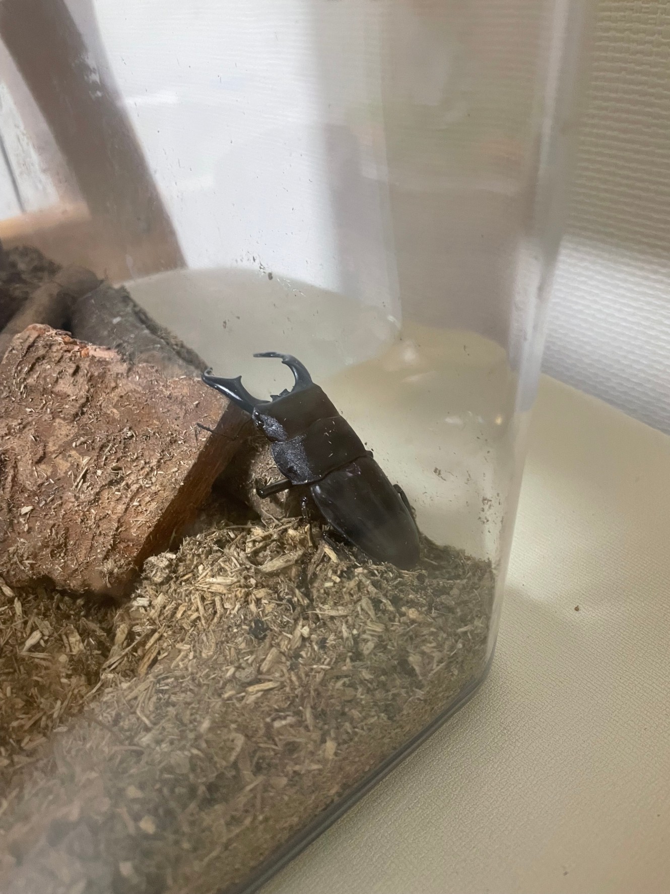 アマミヒラタ