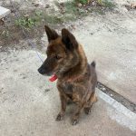 甲斐犬のパーシー！