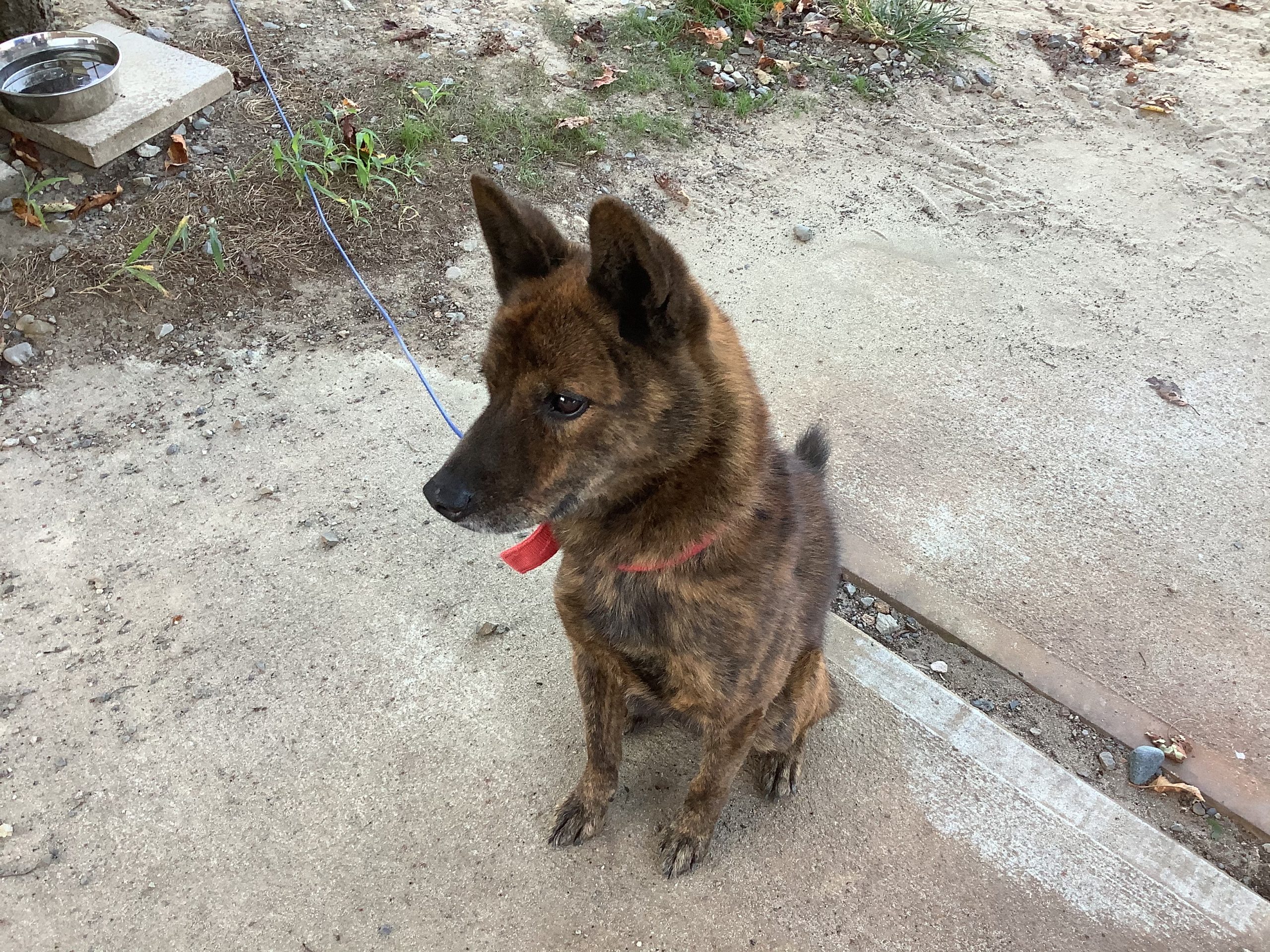 甲斐犬のパーシー!