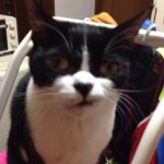 オモ可愛いうちのハチワレcatです！