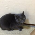 家のアイドルビビ‼︎