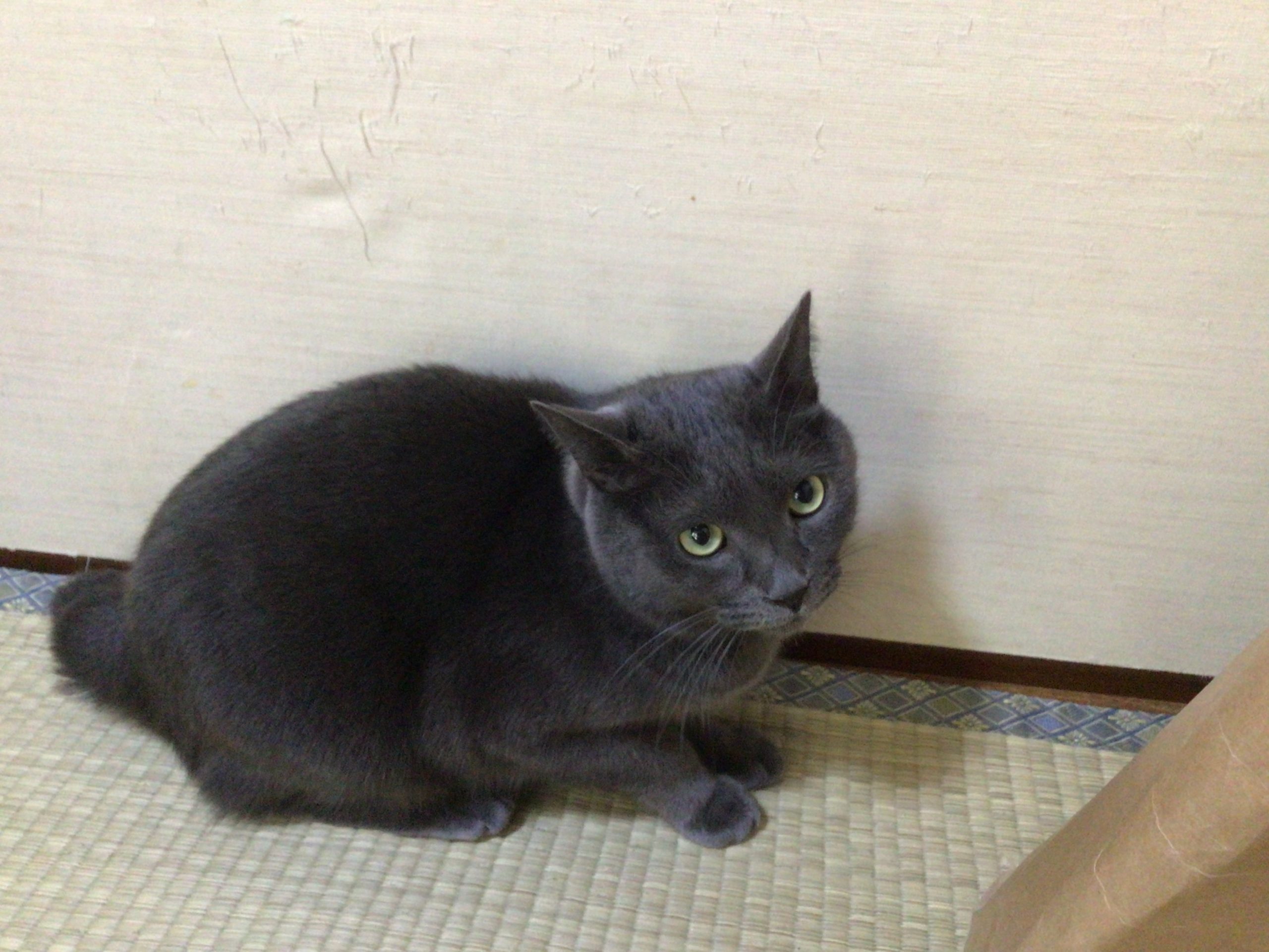 家のアイドルビビ‼︎