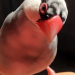 ごまぴ