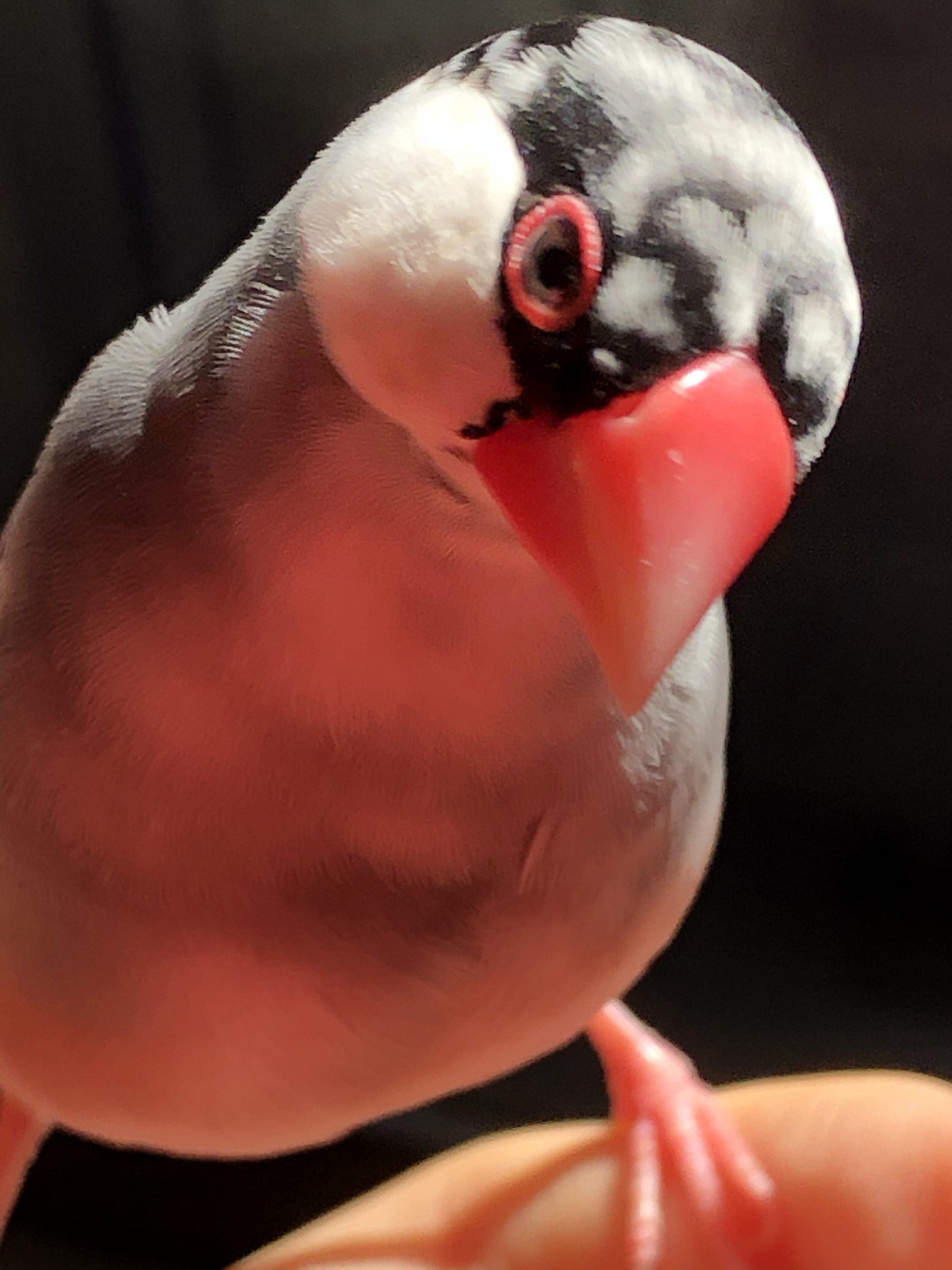 ごまぴ