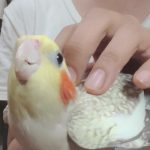 オカメインコのくるるです