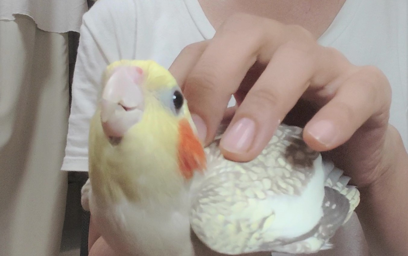 オカメインコのくるるです